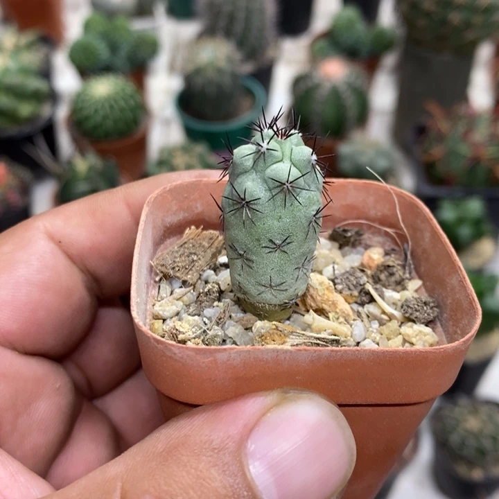 黑刺帝王丸特价福利