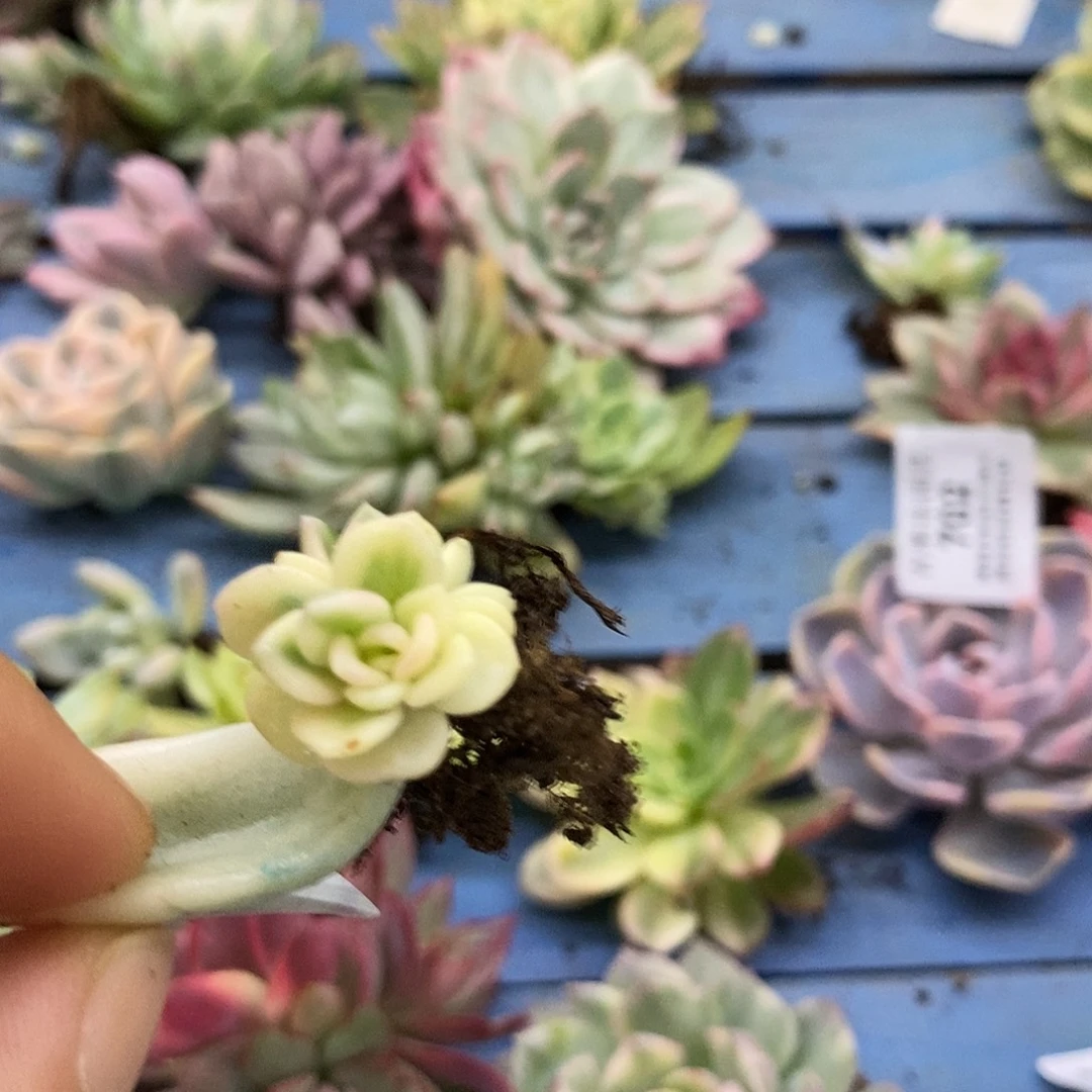 虎****719美尻锦炸多肉植物