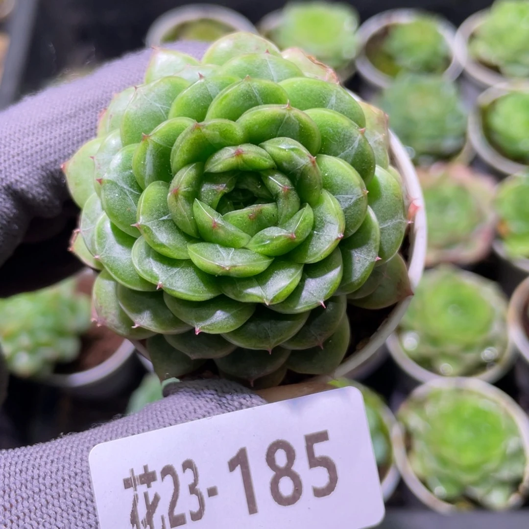 花利美23-185翠玉莲轮