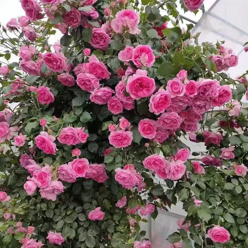 【大U行浓香大花四季开花涨势快】冬眠期修剪1.5米左右爬藤月季花