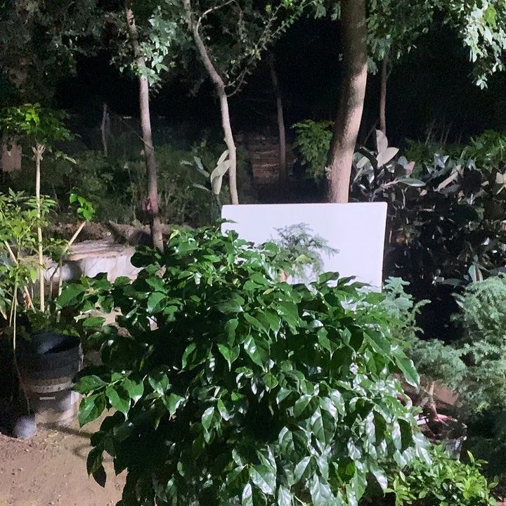 完全开放老桩绿宝幸福树98的