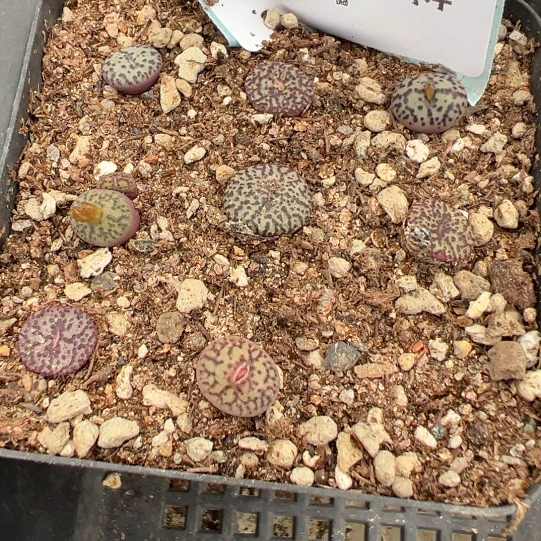 5-144肉锥多肉植物，