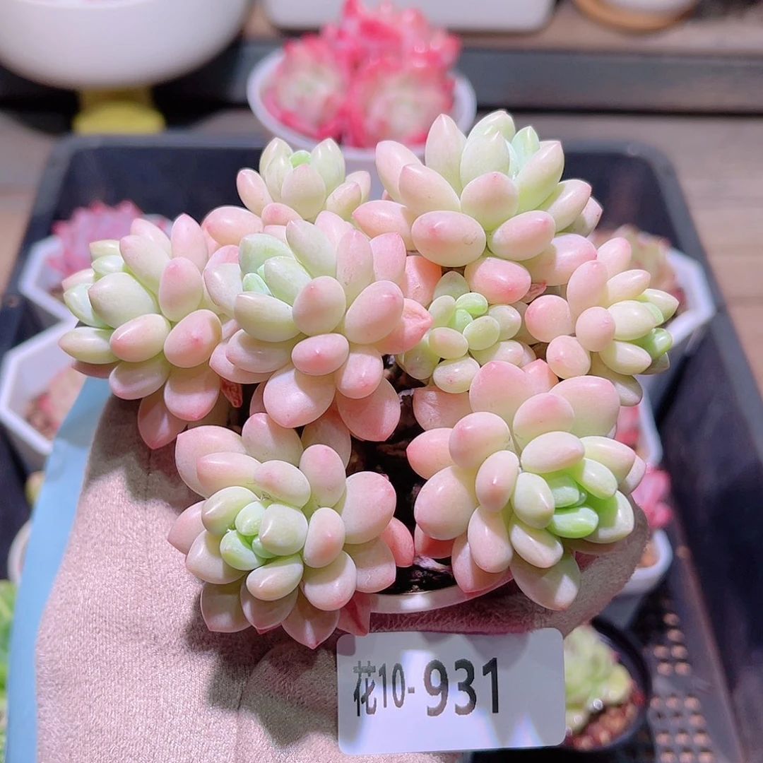 花利美10-931洛可可