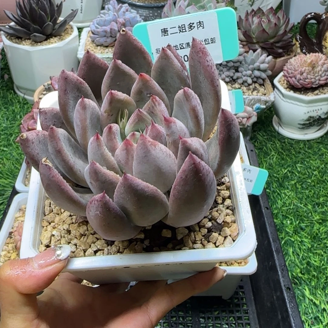 唐二姐多肉编号209