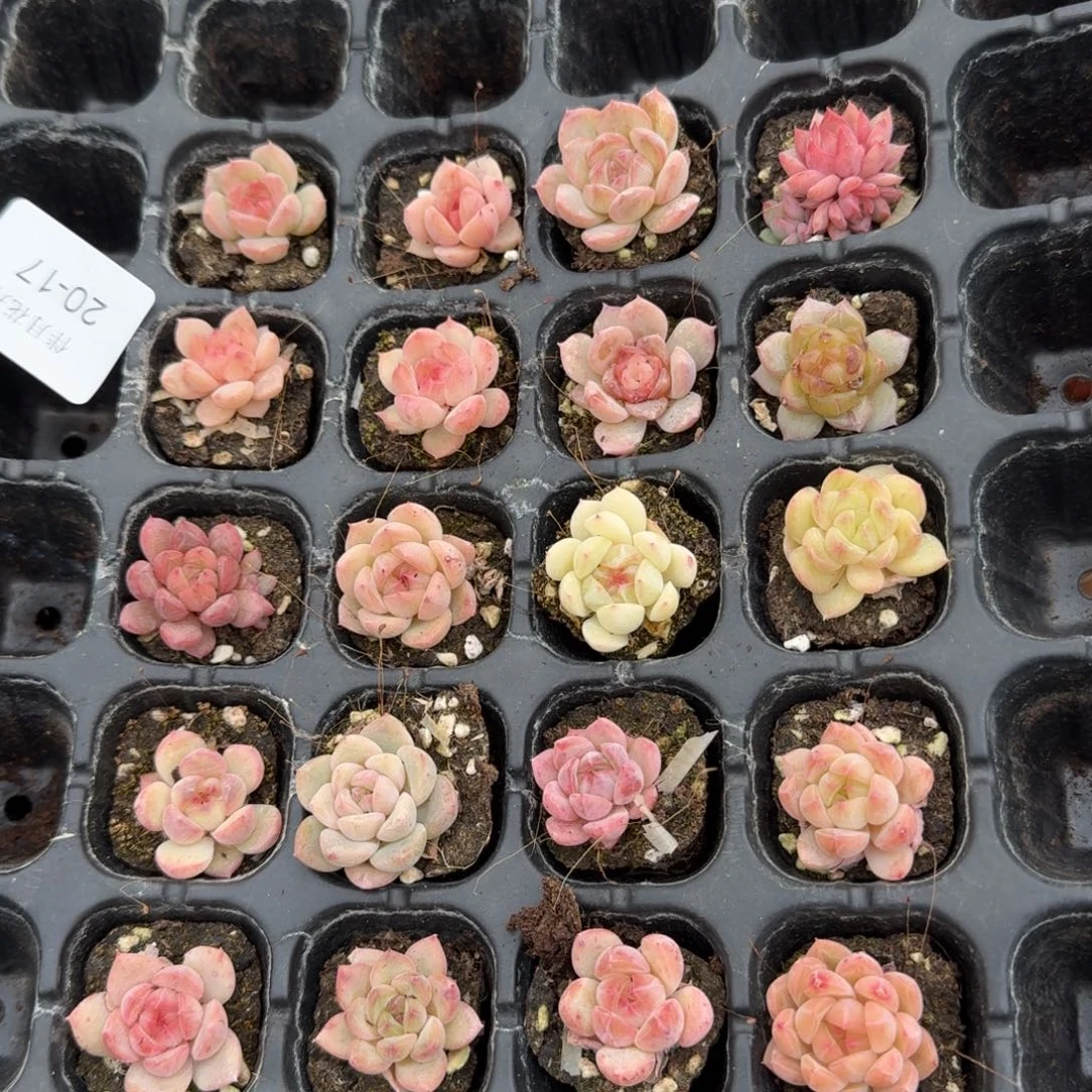 小慎拍20-17多肉杂交珍妮二十颗量拍左六挑透带颜色