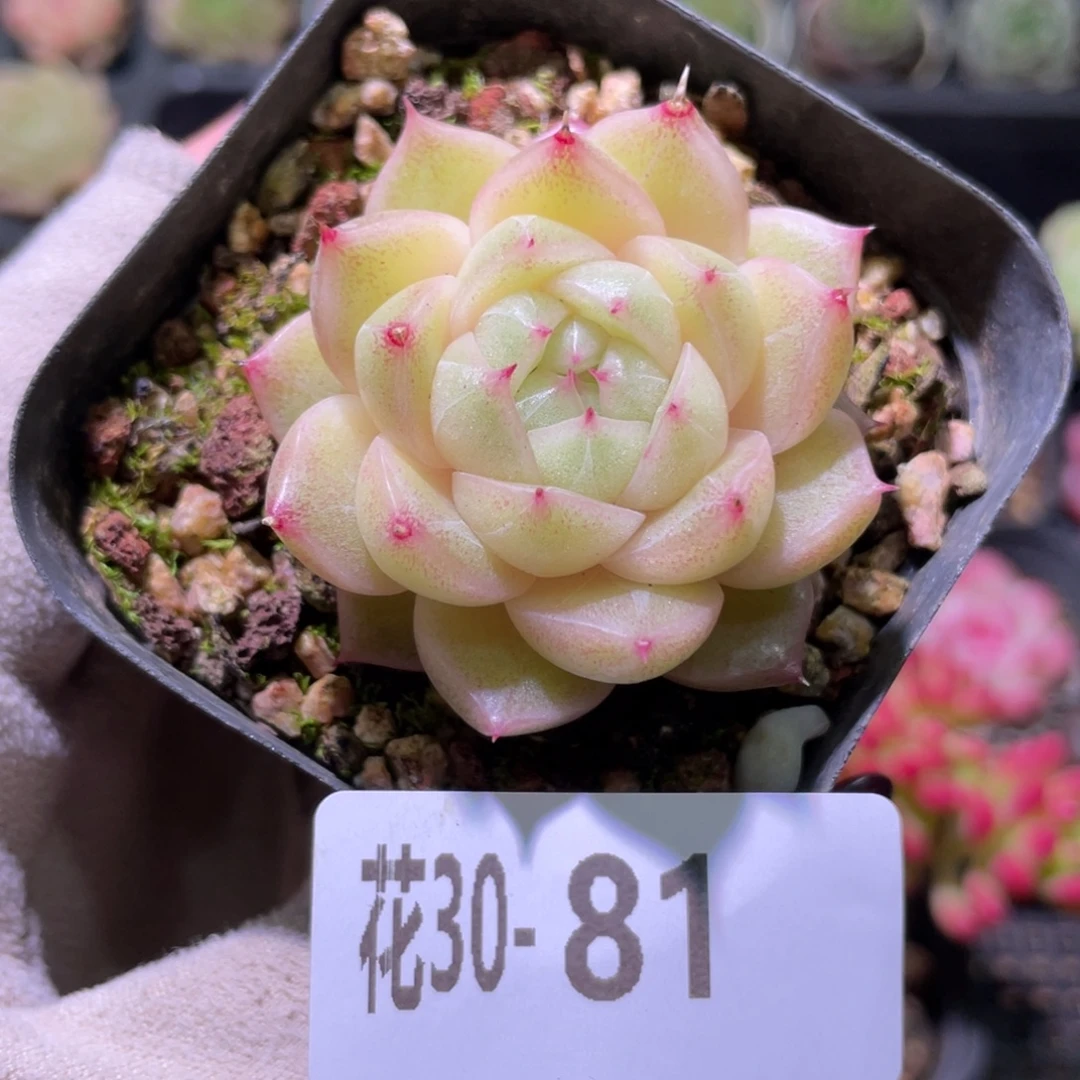 花利美30-81麦秆单头