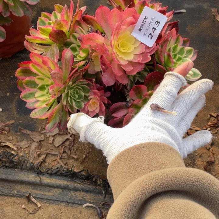 243海王法师多肉断枝不售后