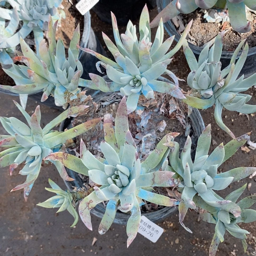 76号苹果叶瑕疵瑕疵吗