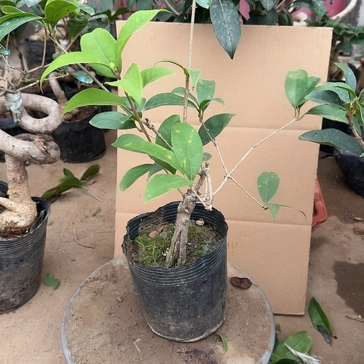 无花朵桂花开始开花了