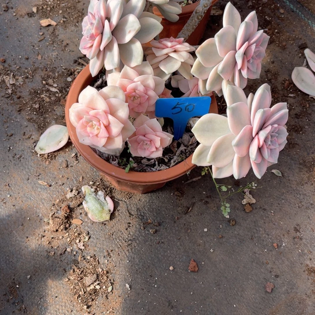 用****20050紫乐锦多肉断肢