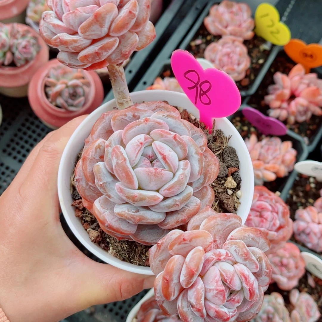 98号小老桩石榴籽星影群