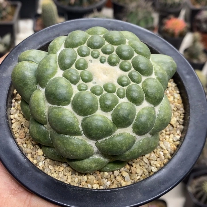 一****无刺象牙特价福利