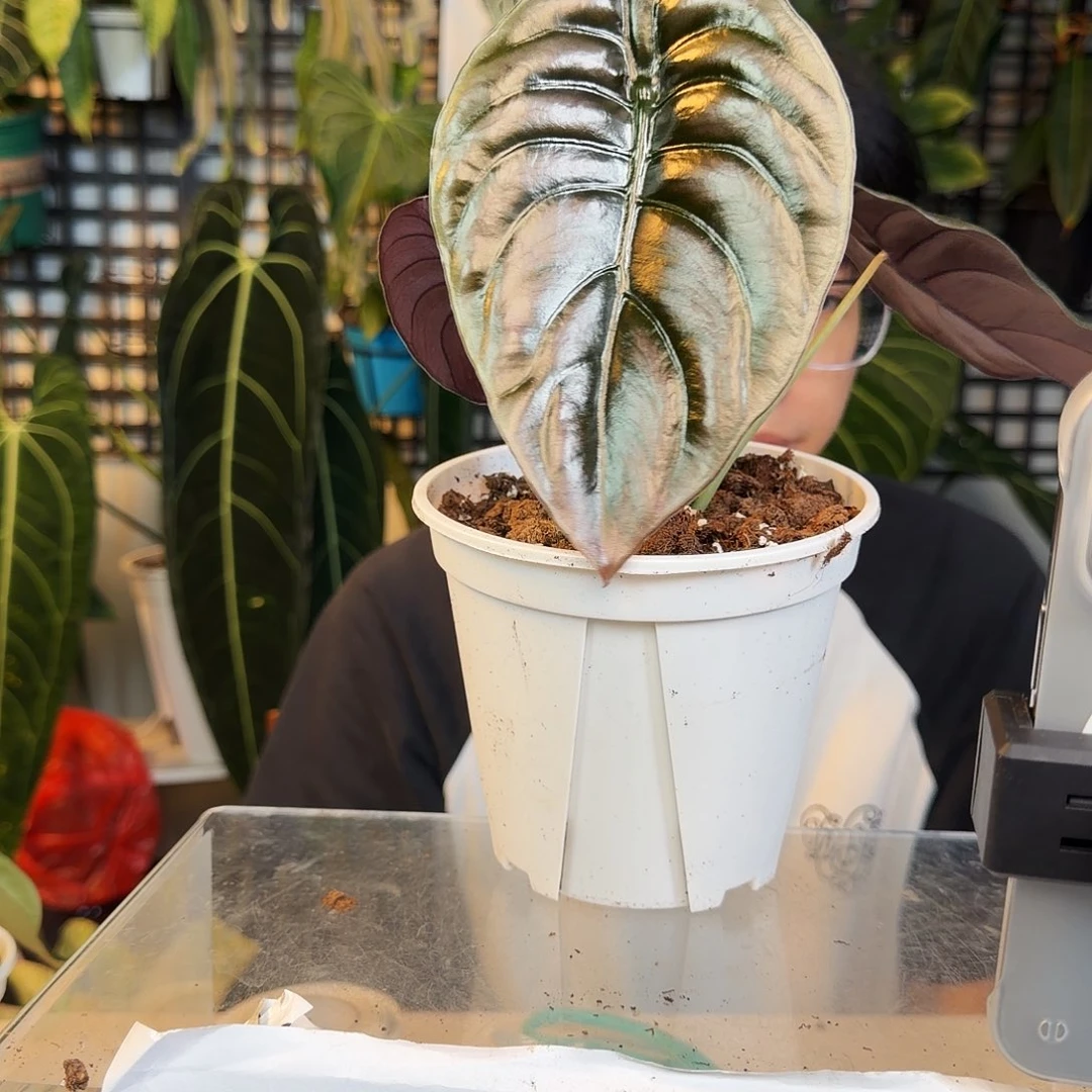 完全开放F179 黑桐海芋