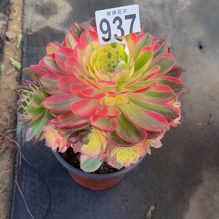 00000000000000000937海仙