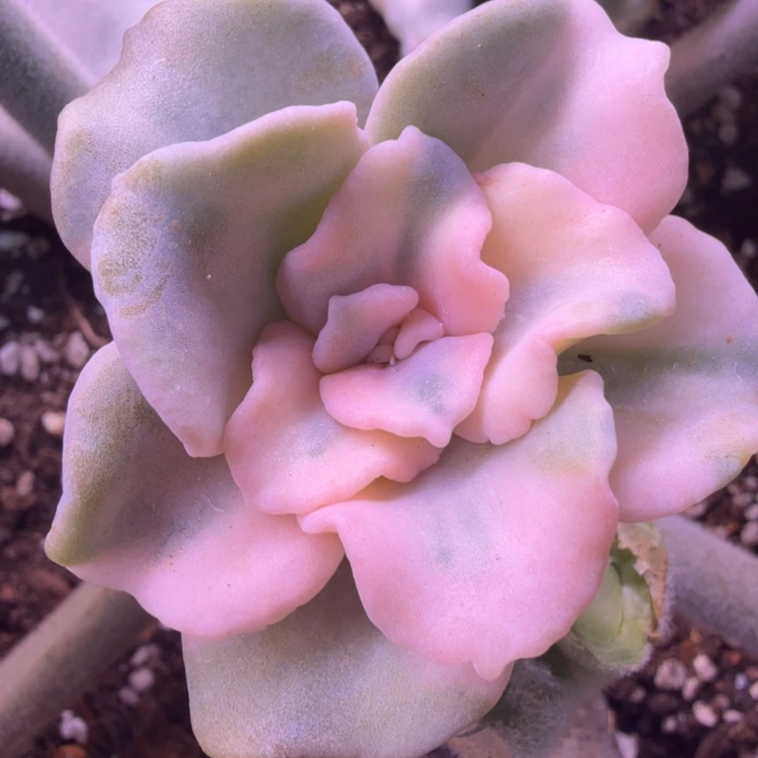 芭蕾舞者锦 多肉植物