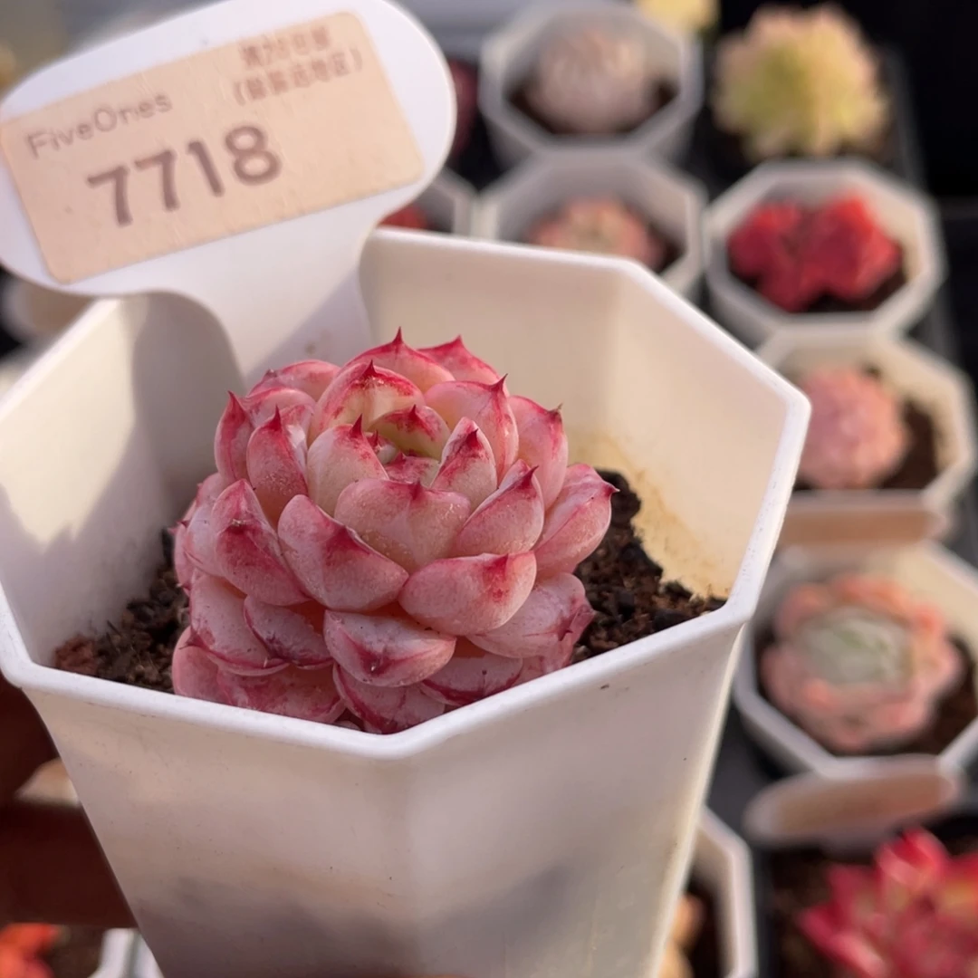 天鹅绒7718-3.5厘米