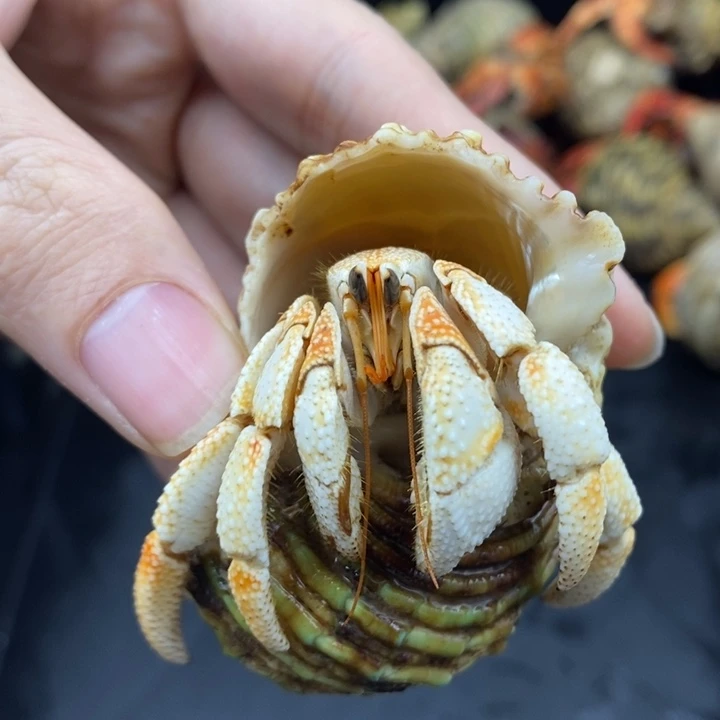 2.8口毛里求斯草莓