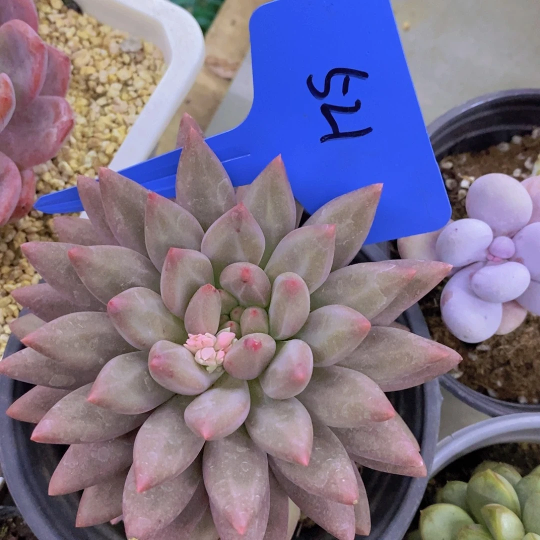 开心多肉一物一拍