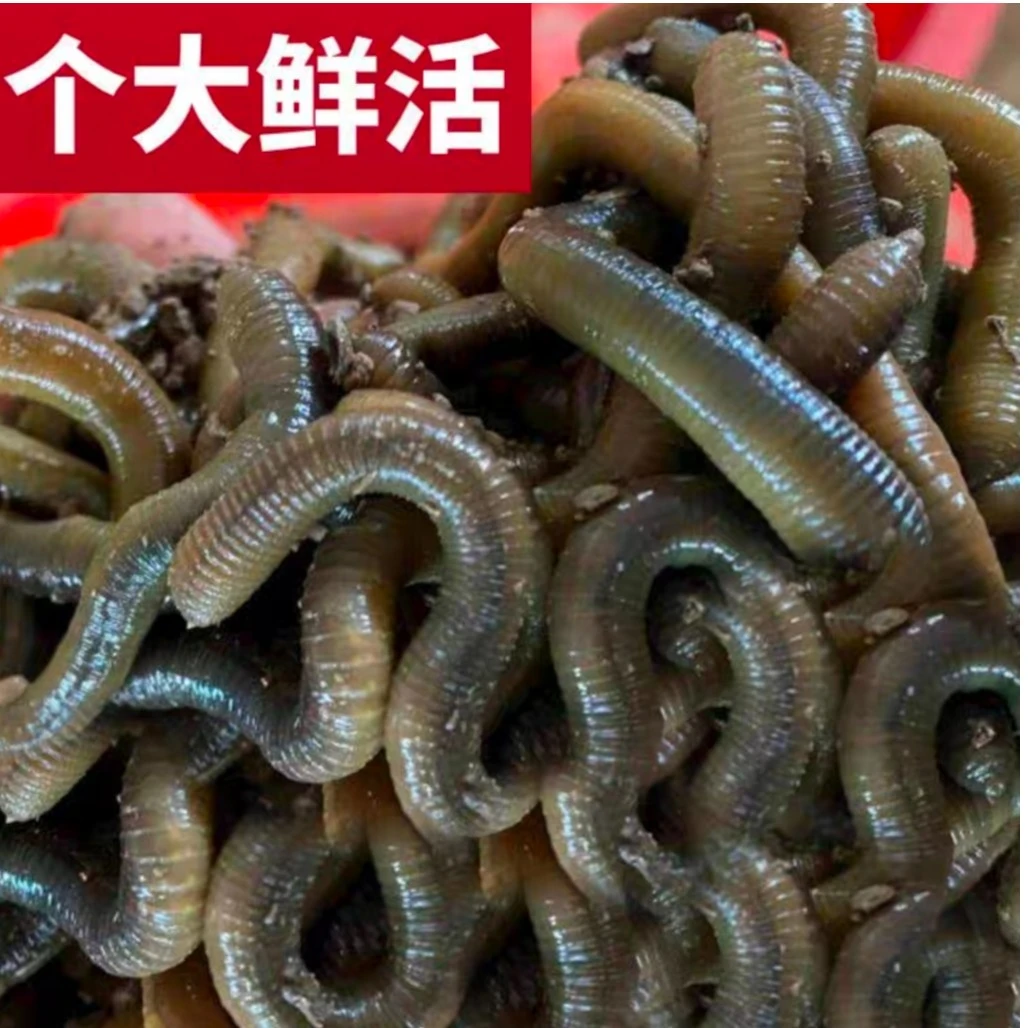 小东 下地笼蚯蚓饵料
