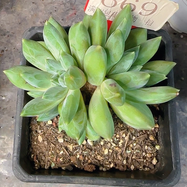 重楼669多肉植物，