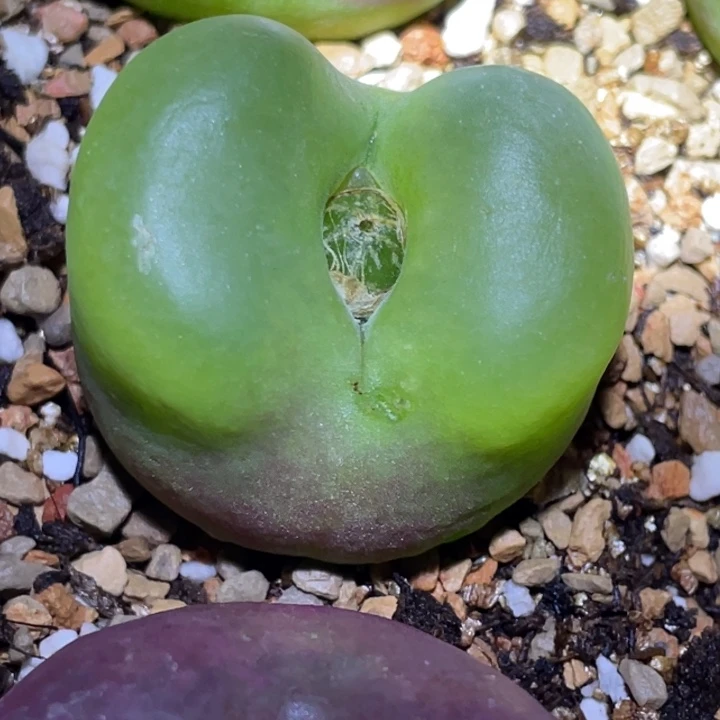 488999999966659658658558