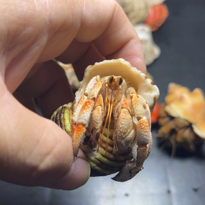 闪1号毛球2.1口径