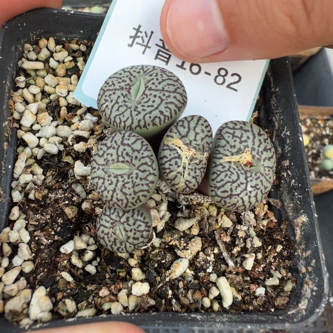 16-82肉锥多肉植物