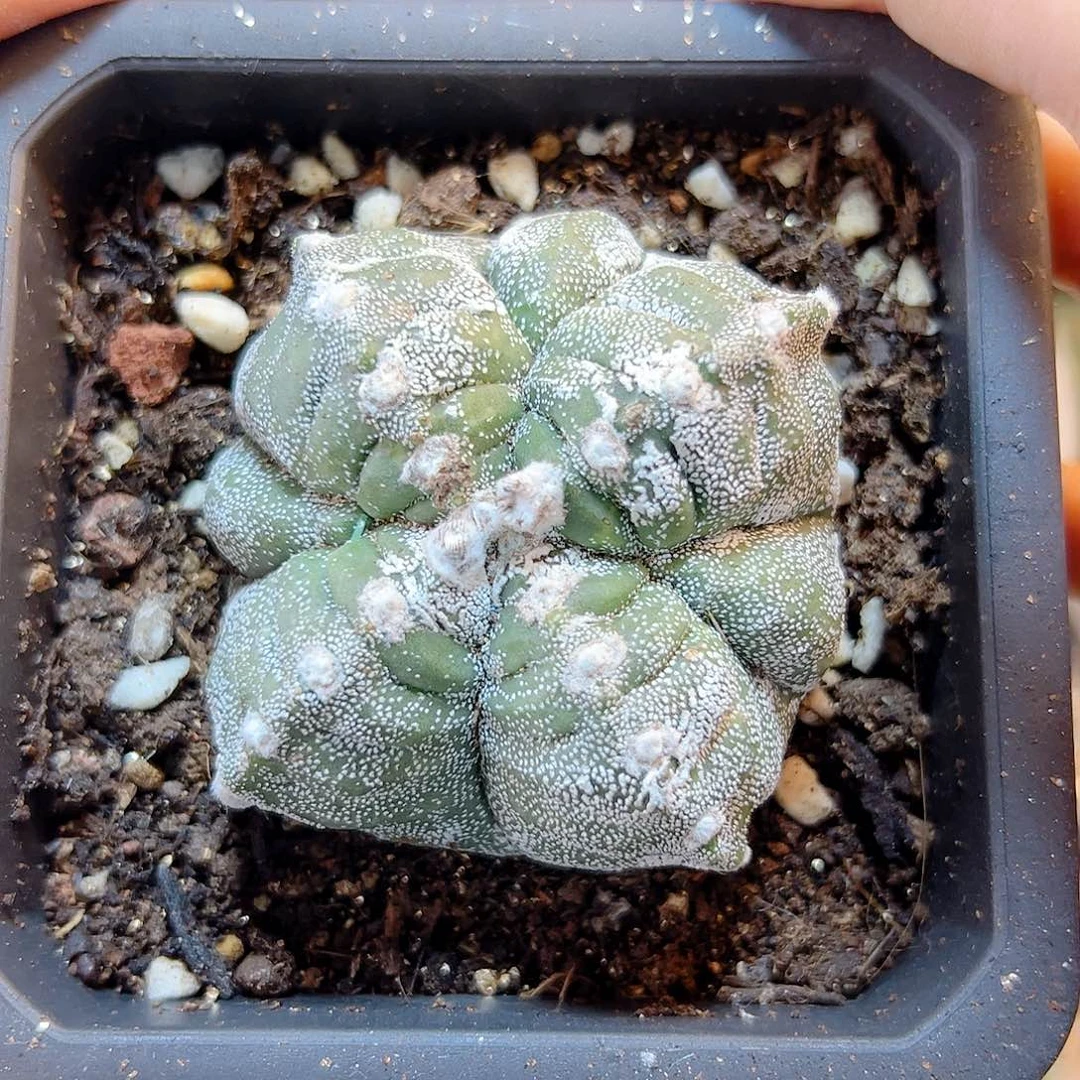 75号自根4角银沙鸾凤玉6.2公分