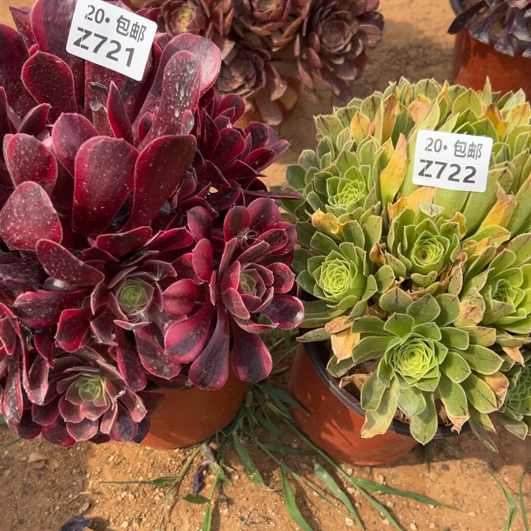 2颗组合，满20包邮