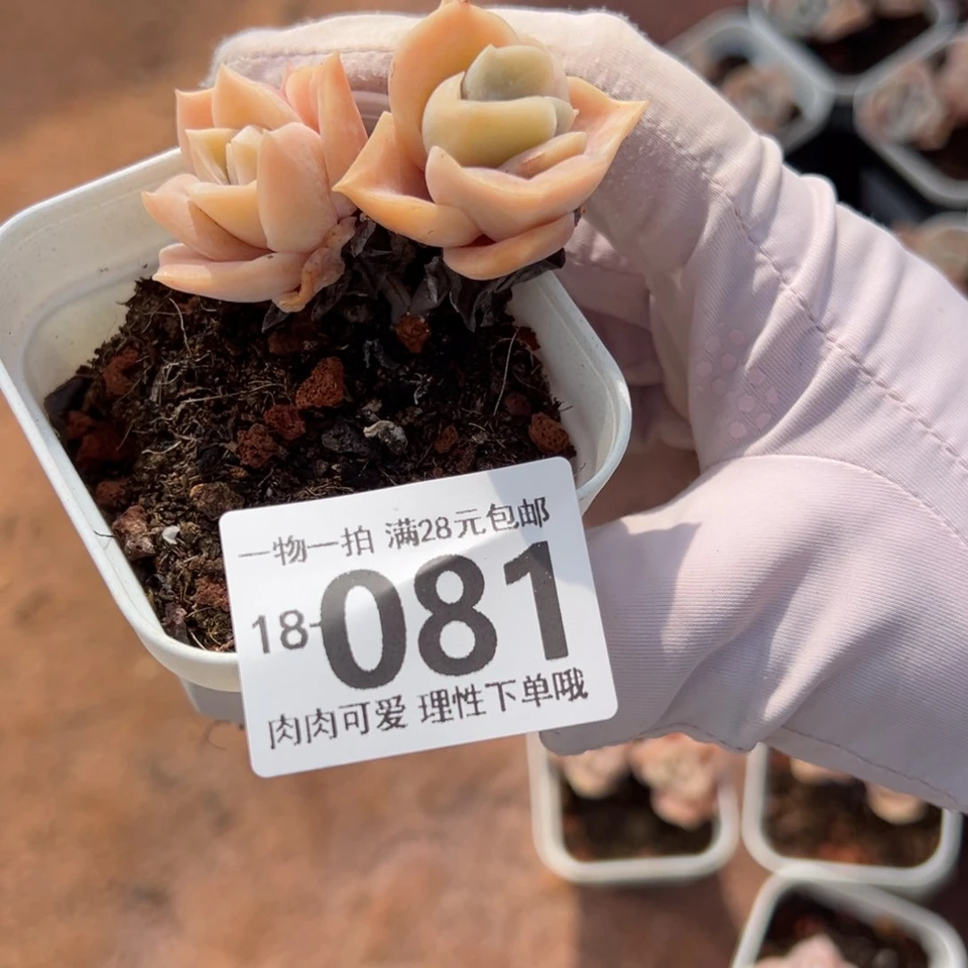 可爱玫瑰多肉多肉多肉多肉多肉
