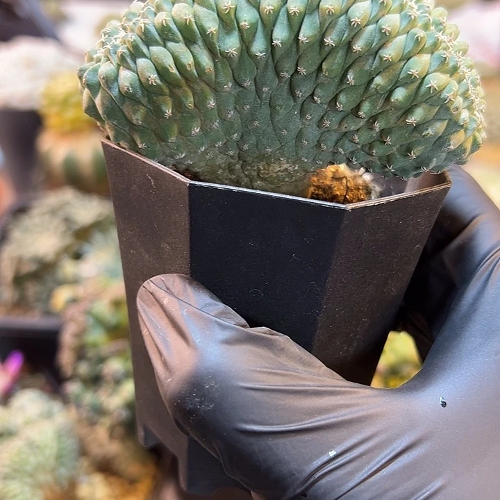 53号实生菊水缀化8公分