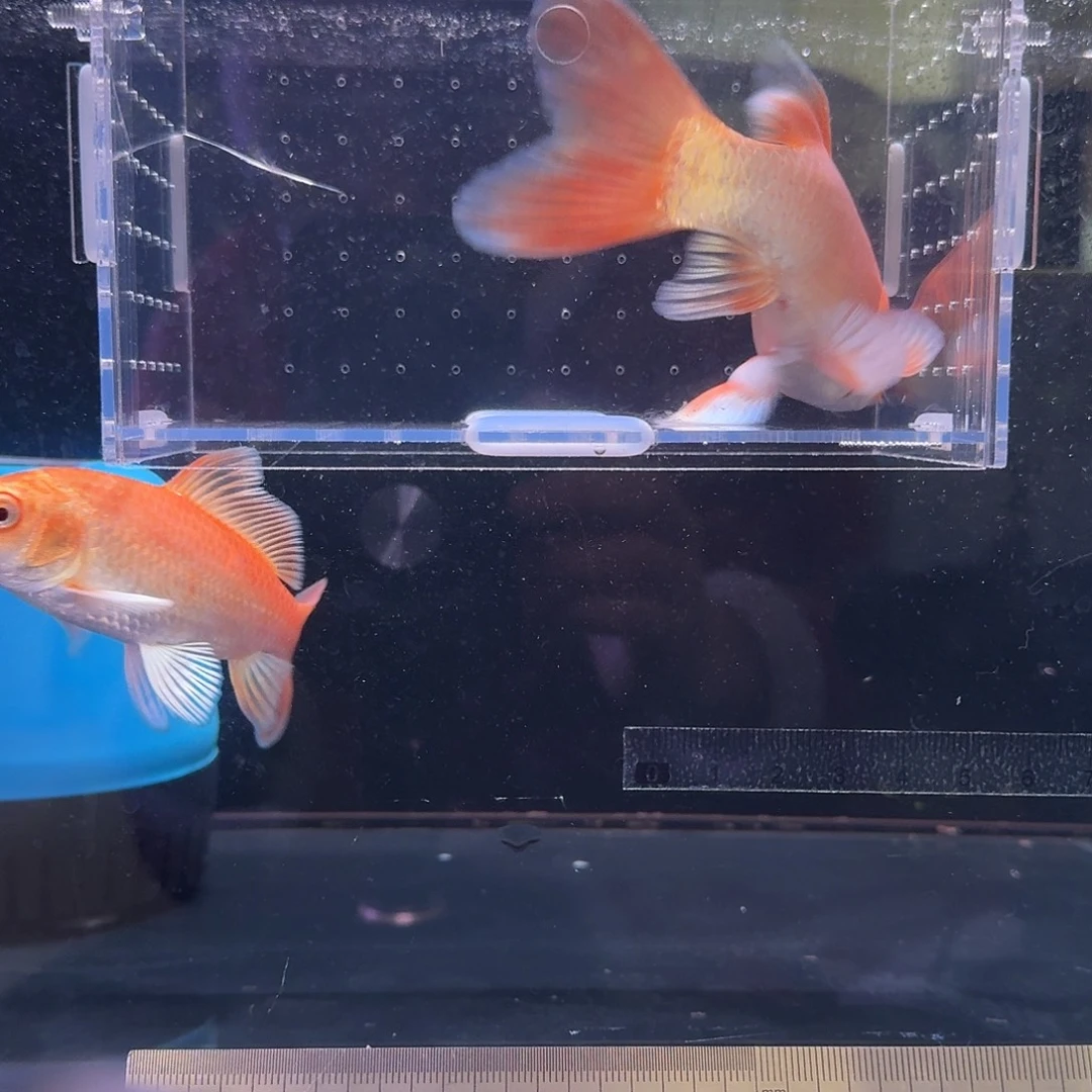 不***哥蝴蝶鲤鱼到货录完整开箱视频