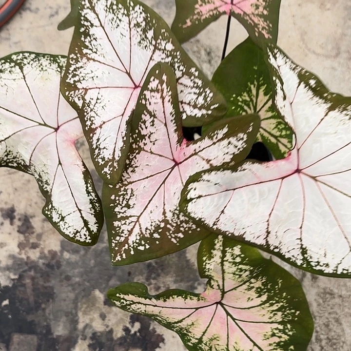 83-1101冰沙广东现货