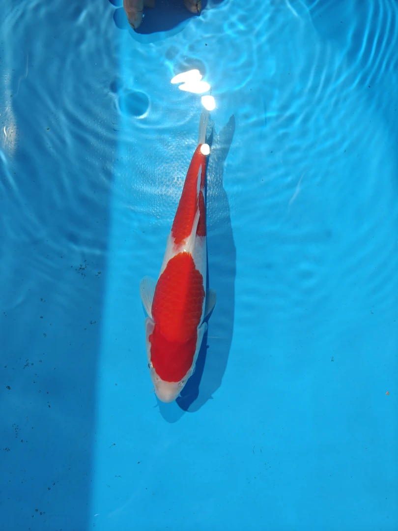 7号进口锦鲤包邮