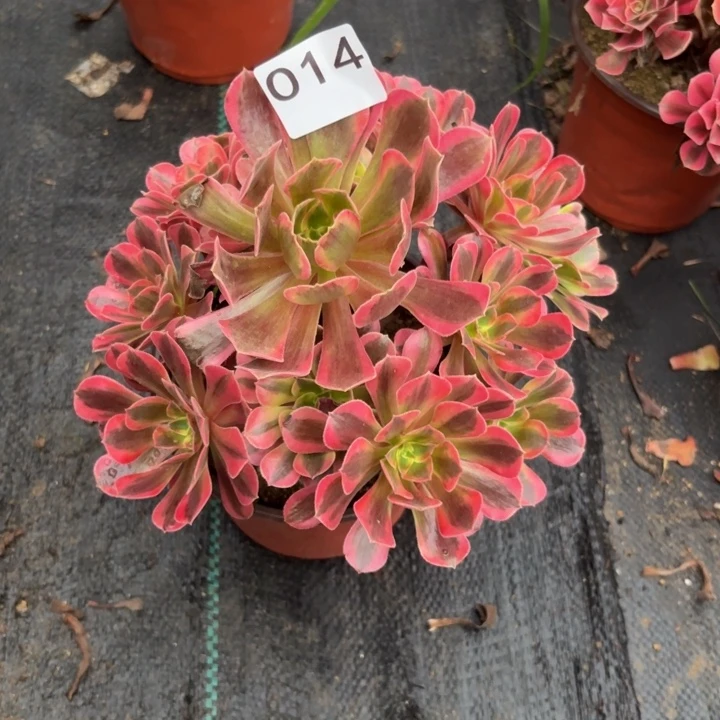 美杜莎多肉植物不包损014