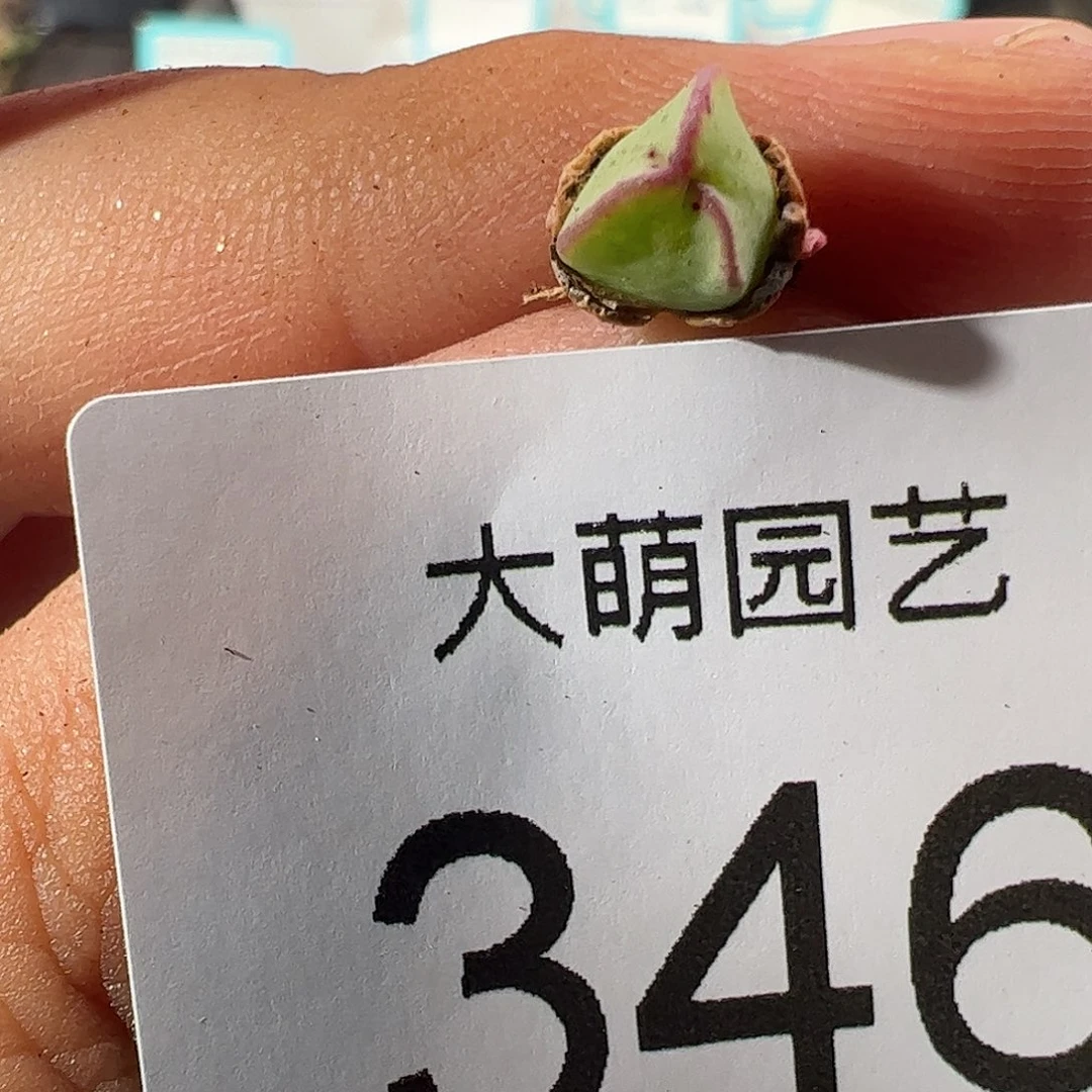 0000346 一物一拍……