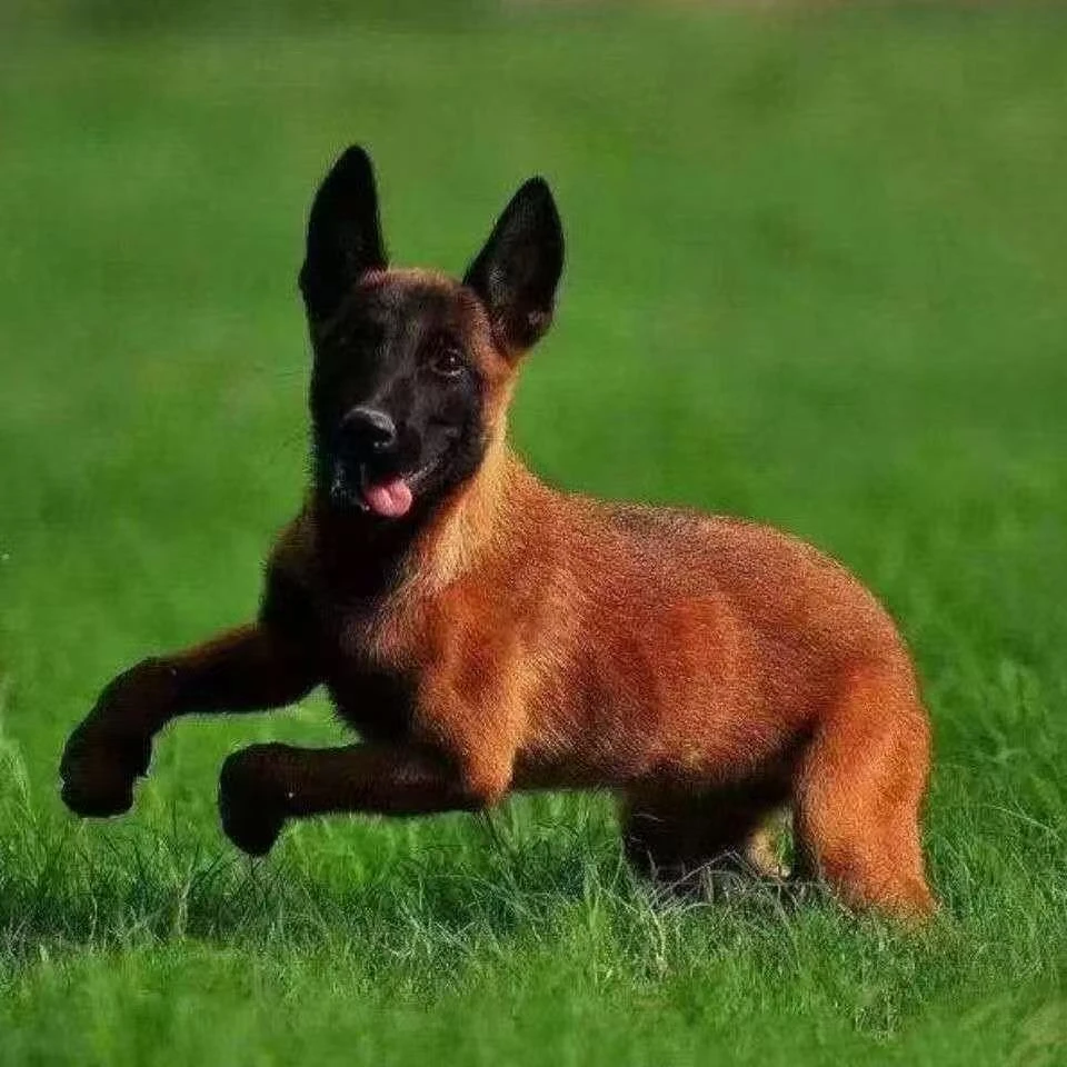 （老鲁犬舍）T狗狗活体