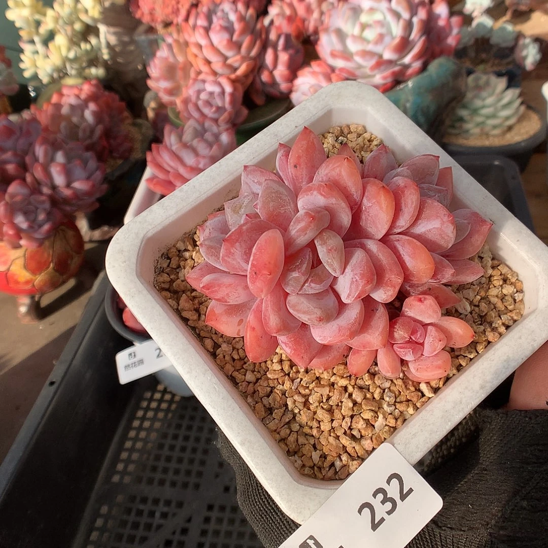 232雪天使多肉植物666