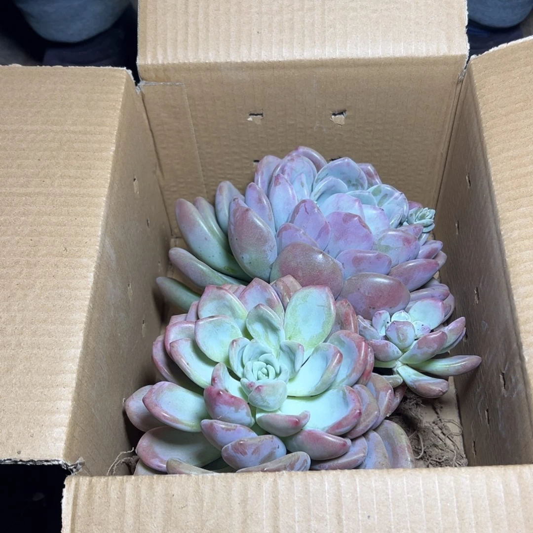 地栽奥普琳娜单头2棵装箱（包邮不包损）