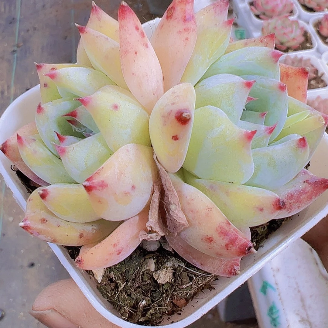 果冻白拉糖19包油多肉