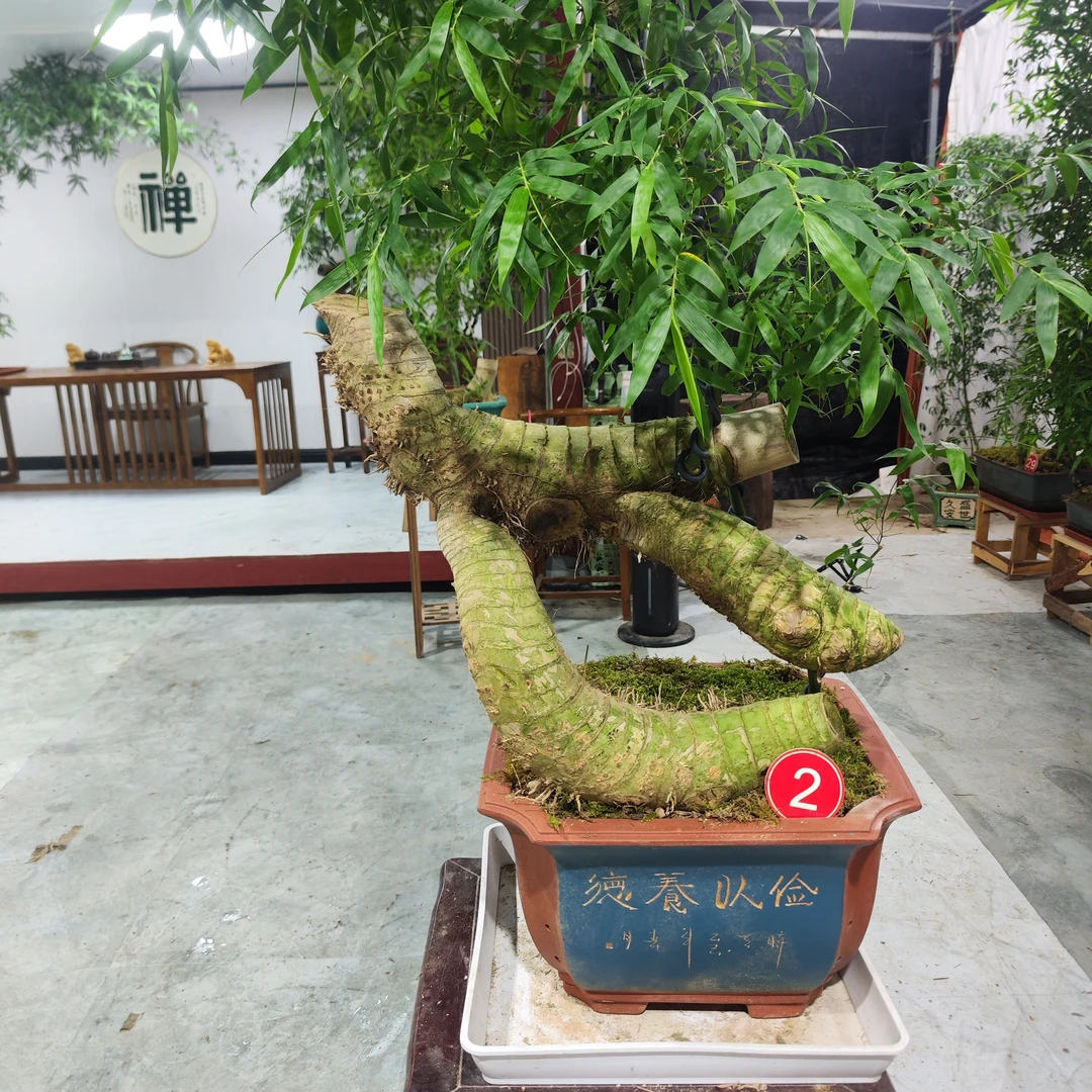 马踏飞燕连体桩复古紫砂小叶簕竹茶空间小叶簕竹高端盆景一物一拍