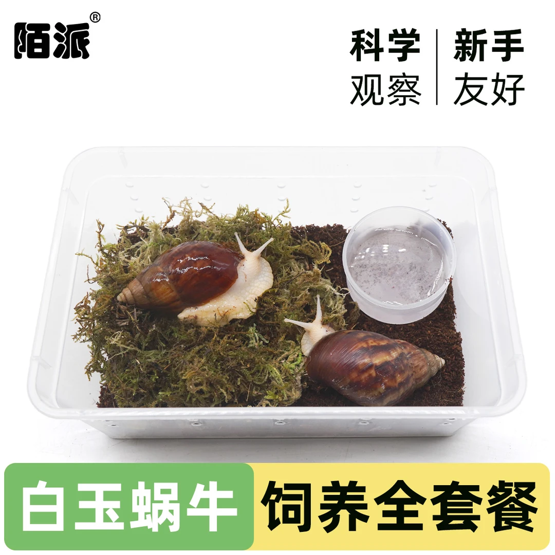 宠物白玉蜗牛活体巨型大蜗牛宠物观赏学生科学实验教学小蜗牛套餐