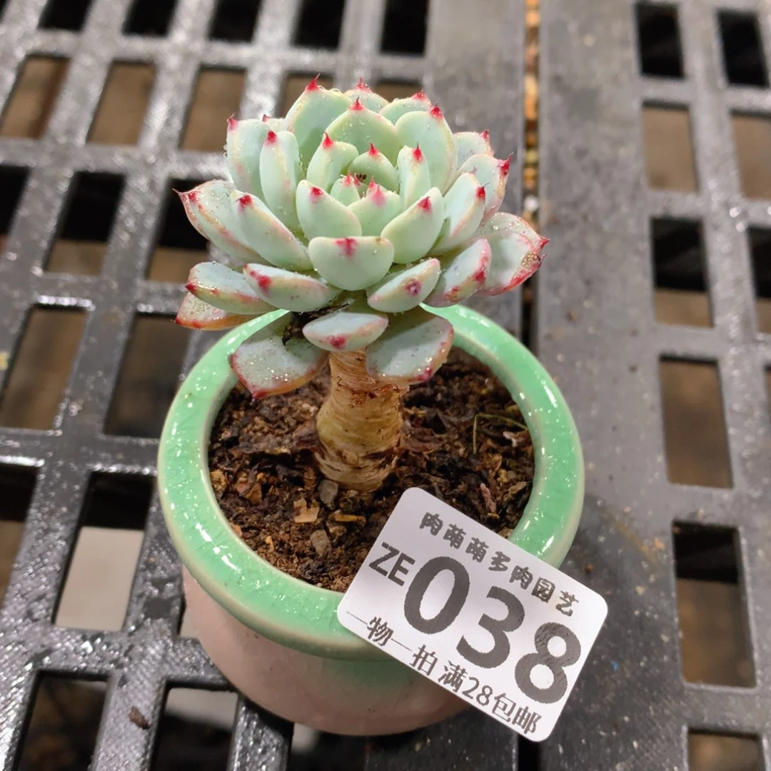 肉萌萌拇指盆精控多肉ZE038