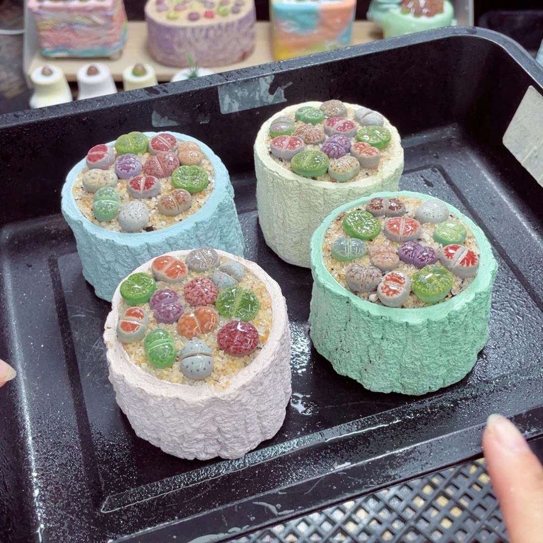 w1334 带盆土发货一物一拍