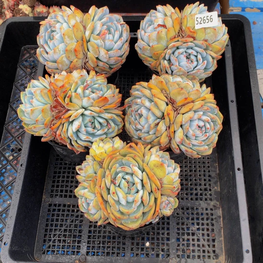 百*果52656五这个嗯嗯嗯嗯