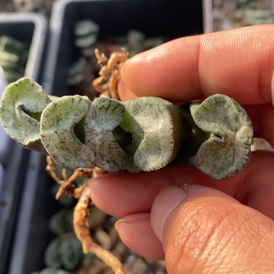 一颗实生牛逼玉扇