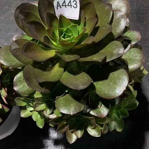 魅金443脱土发货