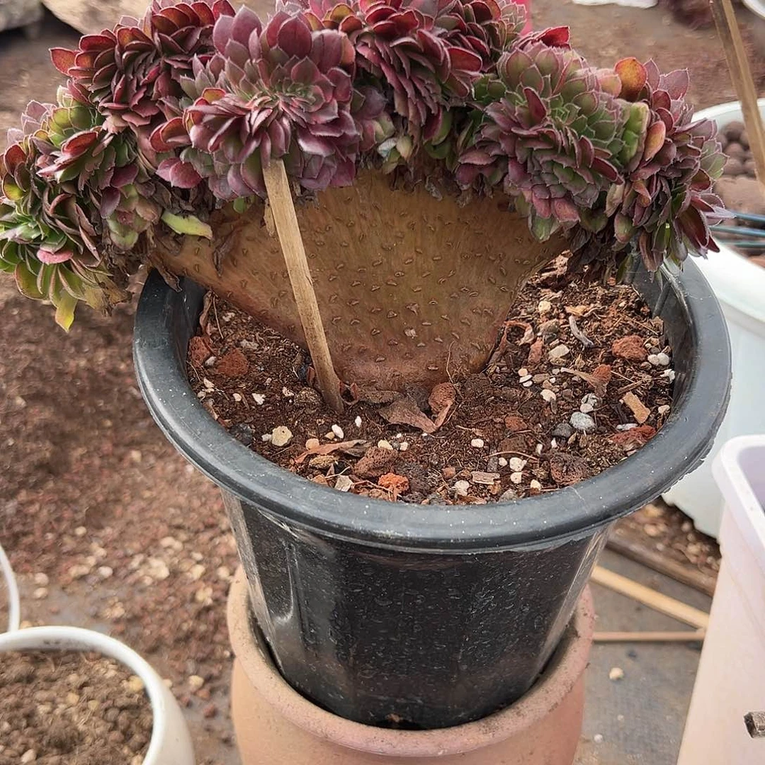 整版荔枝缀化老桩厚板