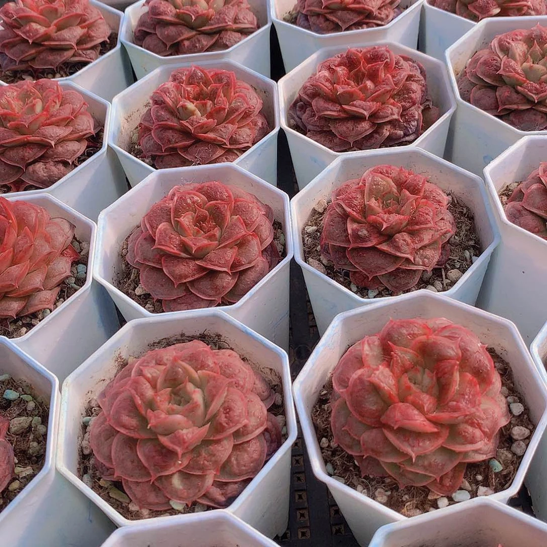 虾饺榴345678899900000