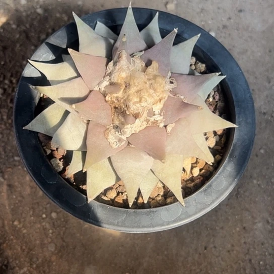 佑**?实生牡丹456788888